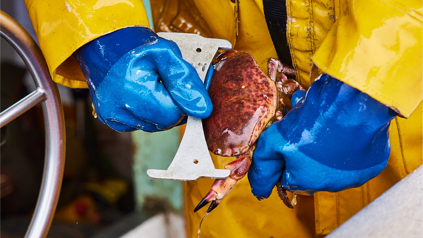 Fisherman measuring brown crab