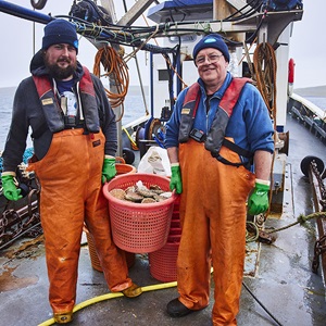 Shetland scallops