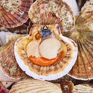 Shucking scallops