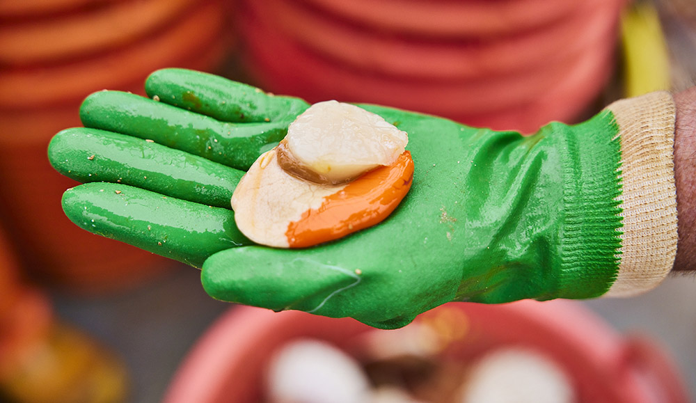 Fresh scallop in fisherman's hand