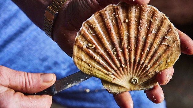 Scallops Decoded What Does A Scallop Look Like Prepare To Be Amazed - rd9vwyf