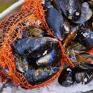 Shetland and Scottish mussels