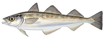 Alaska Pollack fish illustration
