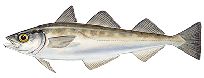 Alaska Pollack fish illustration
