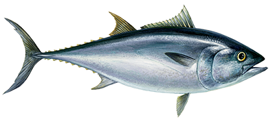 Bluefin tuna illustration