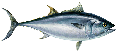 Bluefin tuna illustration