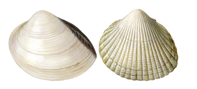 Clams and cockles shell illustrations