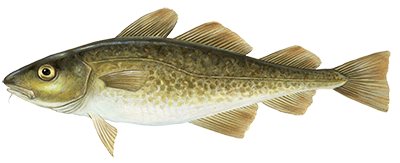 Illustration of Atlantic cod fish