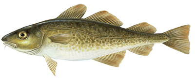 Illustration of Atlantic cod fish