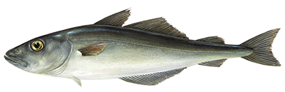 Coley/saithe fish illustration