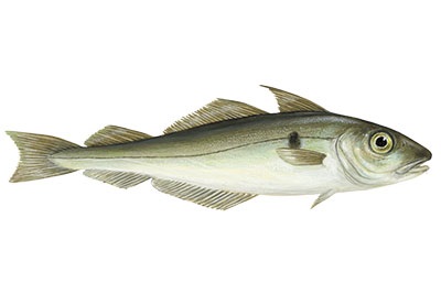 Haddock