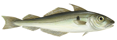 Haddock fish illustration