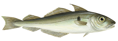 Haddock fish illustration