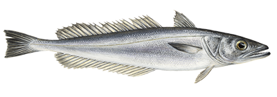 Hake fish illustration