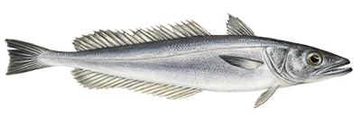Hake fish illustration