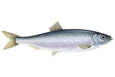 Herring
