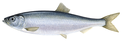 Herring fish illustration