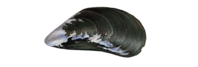 Mussel shell illustration