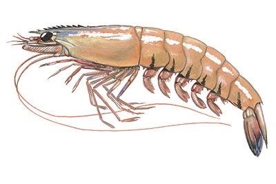 Prawns
