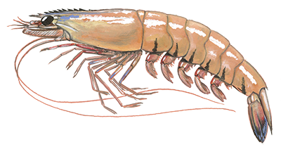 Prawn shellfish illustration
