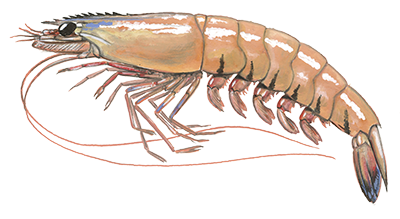 Prawn shellfish illustration
