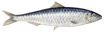 Sardine fish illustration