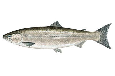Salmon