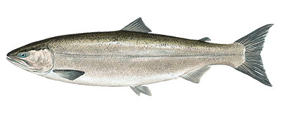 Sockeye salmon illustration