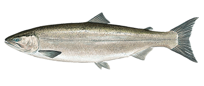 Sockeye salmon illustration