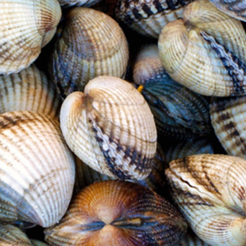 Thames cockles