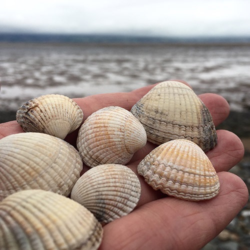 Dee Estuary Cockle