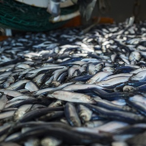 SPSG North Sea herring