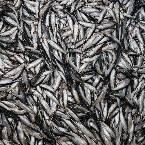 NIPSG herring