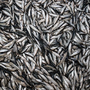 NIPSG herring
