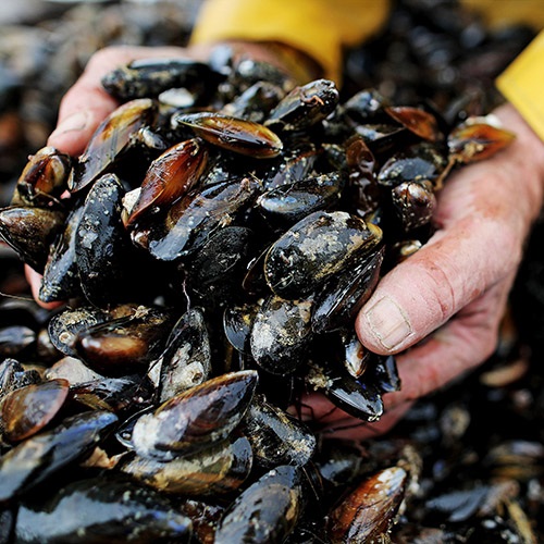 Ireland rope grown mussels