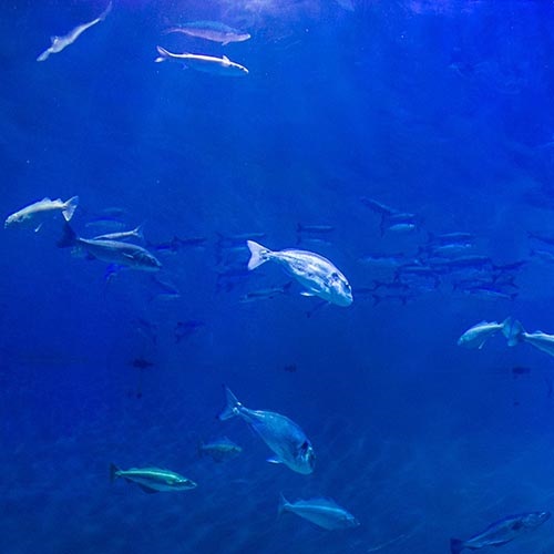 AQUARIUM ADVENTURE