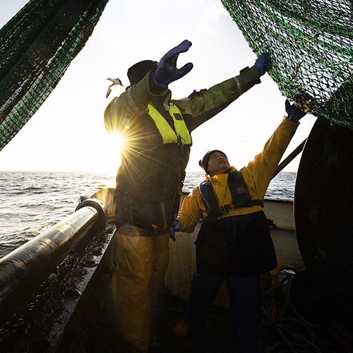 Scottish haddock