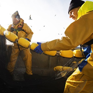 Lo standard MSC per le aziende di pesca