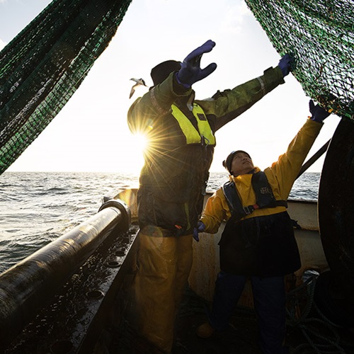 Scottish haddock is a sustainable alternative