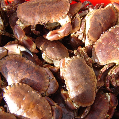 Shetland crab and scallop