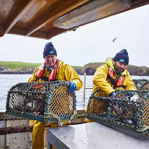 Shetland brown crab