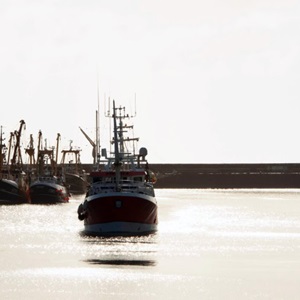 FAO udsender ny global vurdering af verdens fiskebestande. MSC: Et reelt skridt fremad