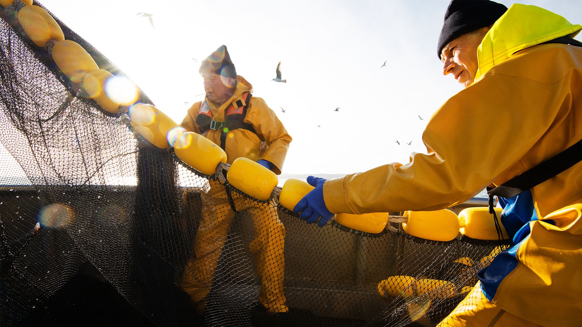 Sarine fishermen pulling in yellow net
