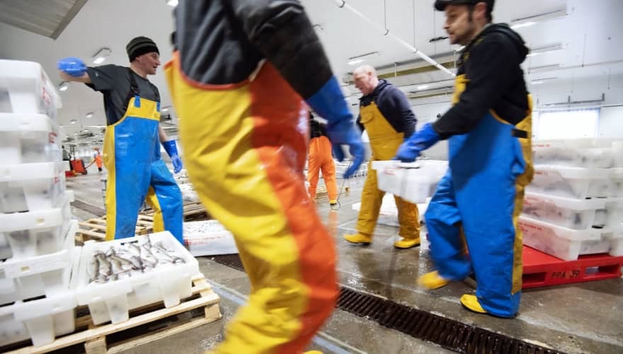 Peterhead fish auction
