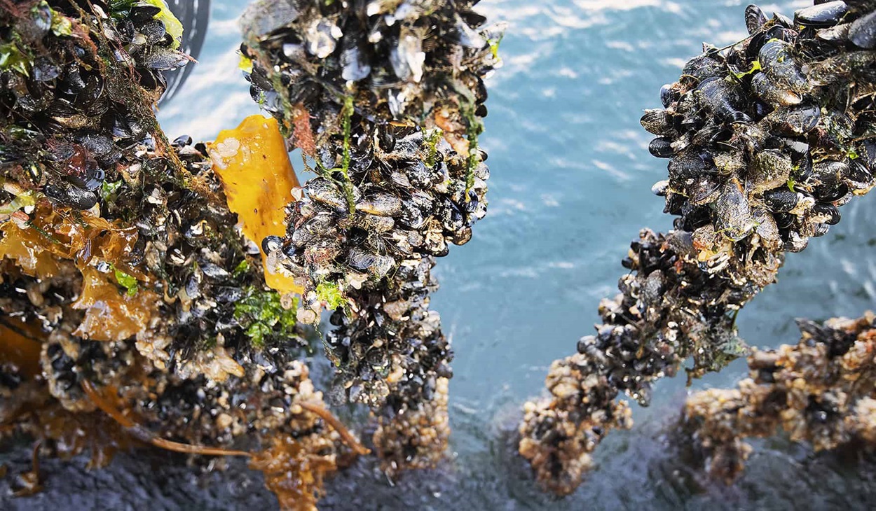 Scottish mussels grown on rope