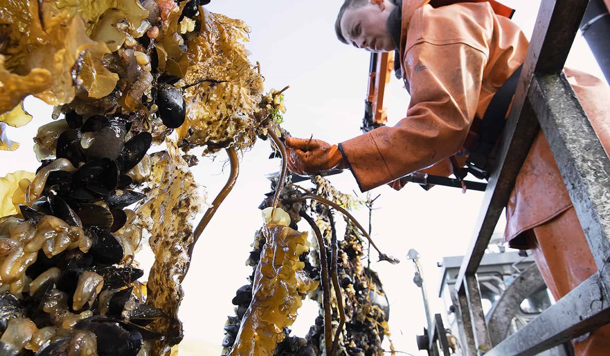 Scottish fishermen examining mussel ropes