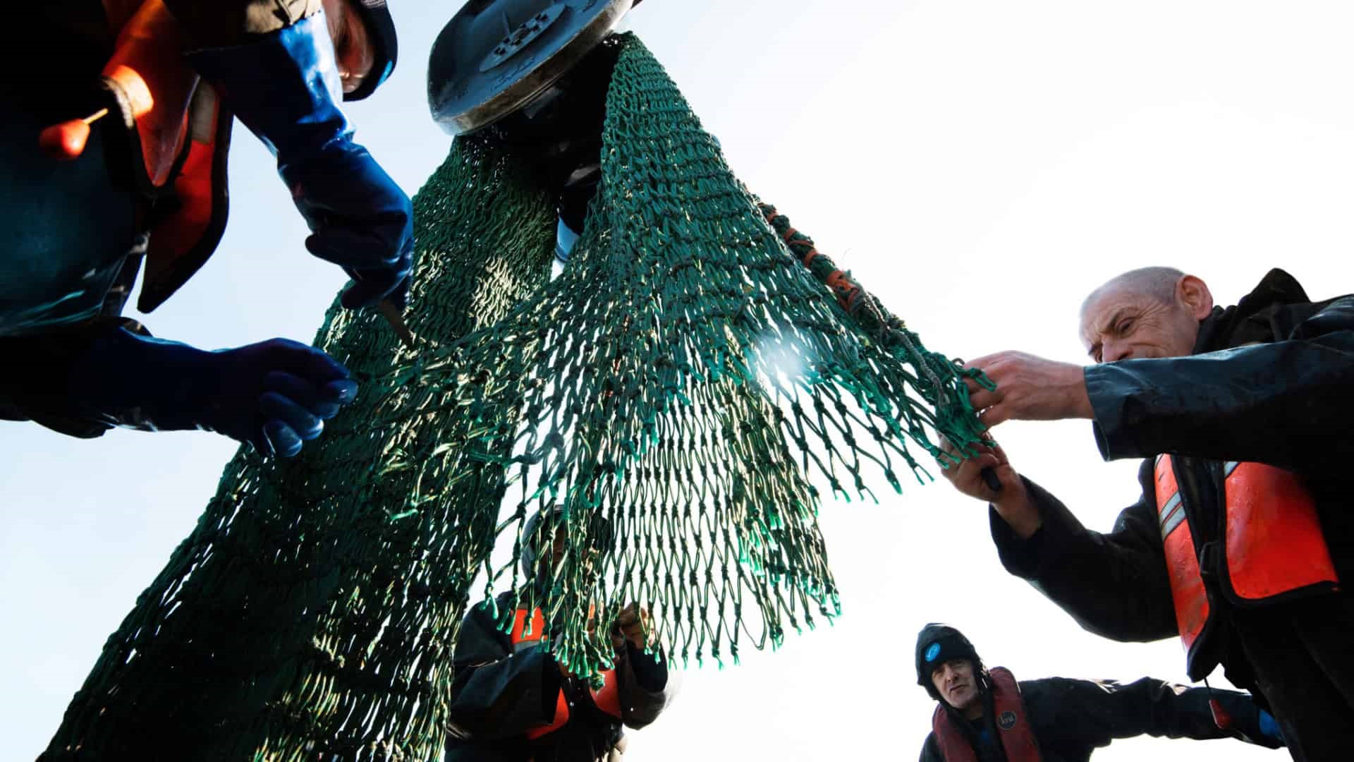 The Certification of SFSAG Scottish Haddock