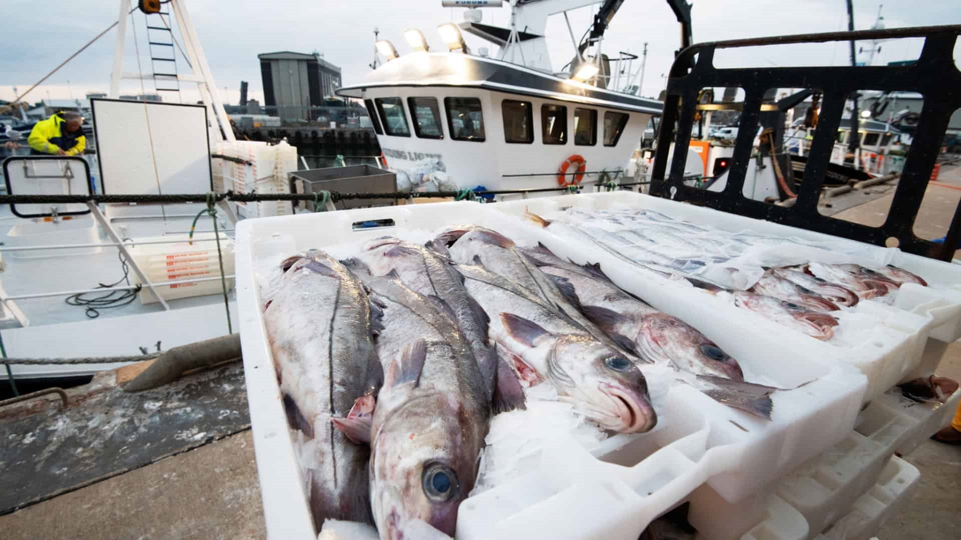 The Certification of SFSAG Scottish Haddock
