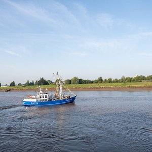 Three ways MSC certified shrimp is good for the ocean