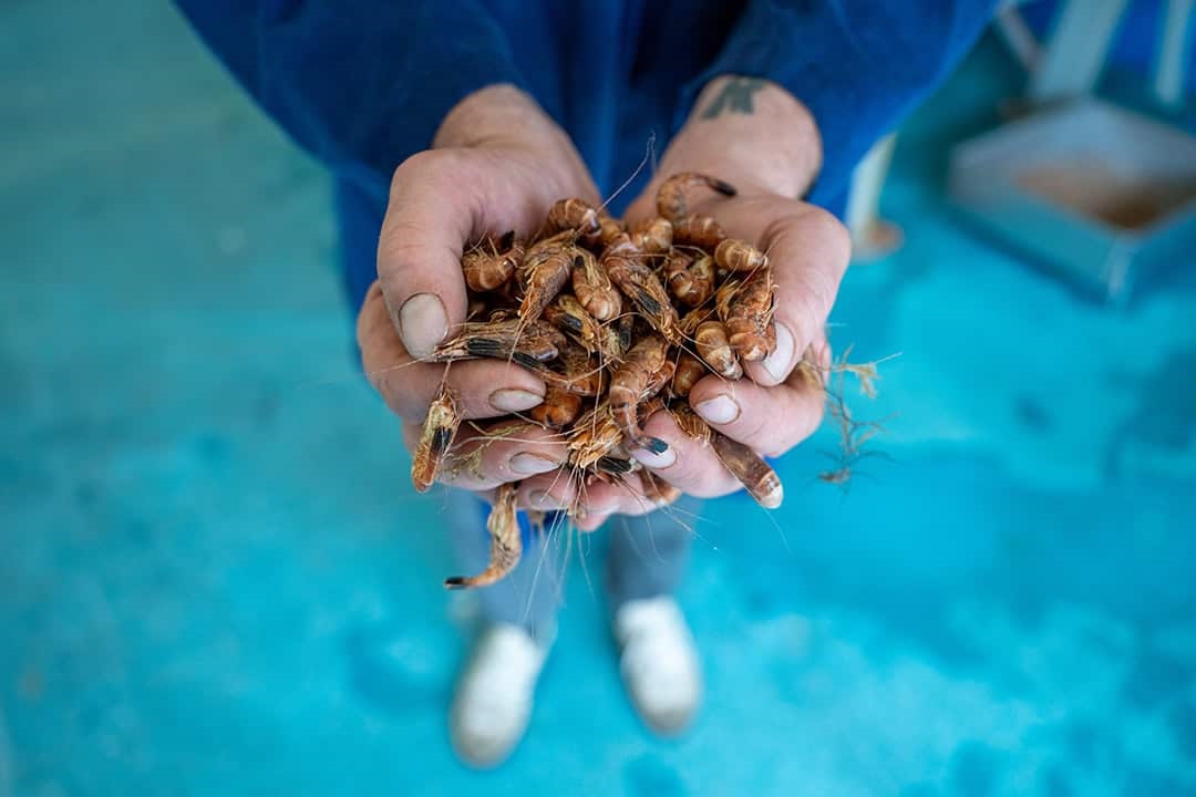 Hands holding brown shrimp against a blue floor backdrop